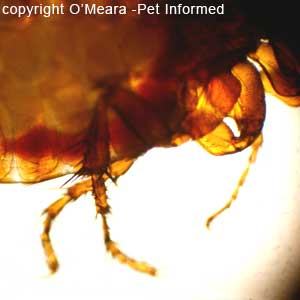 What do fleas look like - this is a picture of a flea's back legs. It uses these to leap from host to host.
