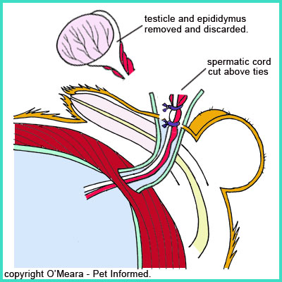 The testicle is removed during neutering surgery.