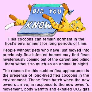 The flea pupa stage of the flea life cycle is very long-lived. It will wait for hosts to appear before hatching.