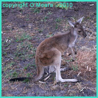 Kangaroos are an intermediate carrier of hydatid cysts and unilocular hydatid disease in Australia. Kangaroos are an intermediate carrier of hydatid cysts and unilocular hydatid disease in Australia.