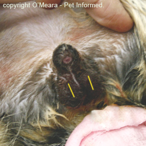 The lines indicate the site of each scrotal incision made with the scalpel during feline neutering surgery.