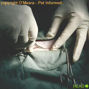 The first incision is made during the cat spaying procedure.