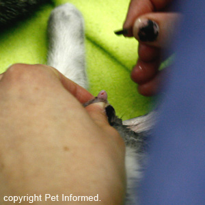 During early age kitten neutering surgery, the scrotal sac is squeezed so that the testis pops out into the open.