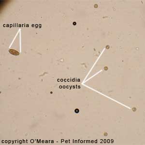 Fecal float parasite pictures - bird Capillaria eggs and avian coccidia oocysts on a fecal flotation test.