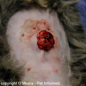 Evisceration - the animal has pulled all of the stitches out and its intestines have come out.