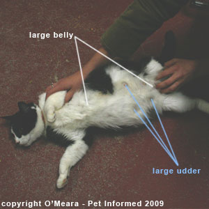 Feline pregnancy signs - the pregnant cat has a swollen belly and large mammary glands.