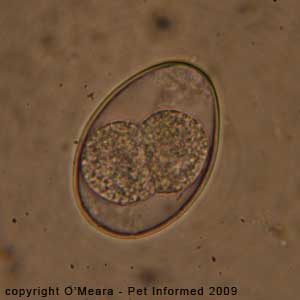 Fecal float parasite pictures - a dog coccidia oocyst.