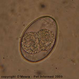 Parasite Egg Chart