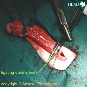 Feline desexing - The uterine body is ligated.