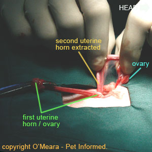 Spaying cats - The second uterine horn is lifted up and drawn out through the cat's abdominal spay incision line.