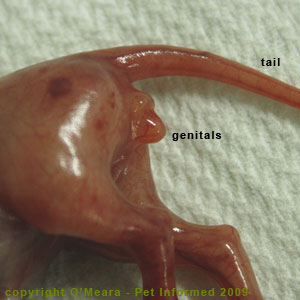 The breech and genitals of the 6.5 week fetal kitten. The breech and genitals of the 6.5 week foetal kitten.