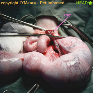 knotted stomach