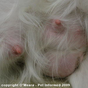 The pregnant dog has massive mammary glands. The pregnant dog has massive mammary glands.