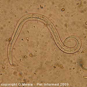 Fecal flotation parasite pictures - cat lungworm larvae.