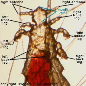 Lice pics - This is the head and thorax of a sucking louse.