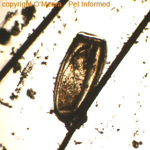 Lice photos - The egg of the horse louse.