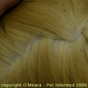 Severe lice infestation of a cat's fur.