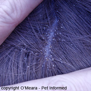 Lice Pictures and Information about Lice in Animals.