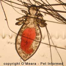 Lice life cycle pictures - This is the lice nymph stage of the mouse louse, Polyplax serrata. It is the second stage of the lice life cycle.