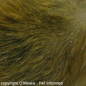 Mice lice picture - many lice eggs are located all through the layers of this mouse's fur.