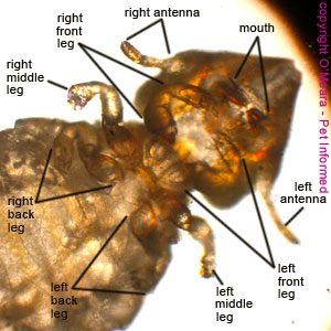 Lice photo - The six legs of the biting louse, protruding from beneath the thorax, are clearly visible, as are the biting mouthparts