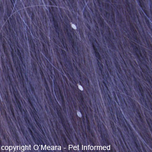 Lice Pictures and Information about Lice in Animals.