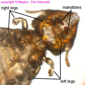 What does lice look like - These are close-up photographs of the head and thorax of cat lice.
