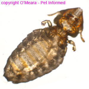 Lice photo - These are photographs of the feline biting louse, Felicola, taken from beneath the insect's body.