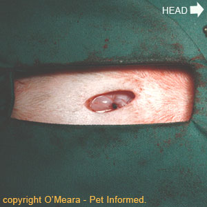 Spaying procedure image - The appearance of the linea alba once it has been sutured closed.