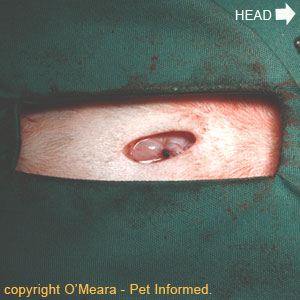 can a dog get a hernia after being spayed