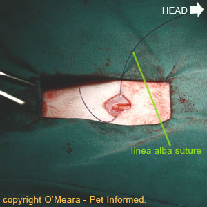 Cat or dog spay image - initial closing of the linea alba and abdominal midline.