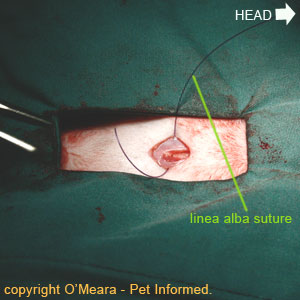 Cat spay image - closing the linea alba and abdominal midline.