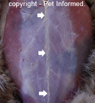 This image shows the abdominal wall muscles of a cat undergoing a post-mortem. The skin has been removed from the animal's belly and the linea alba is clearly visible (arrows).