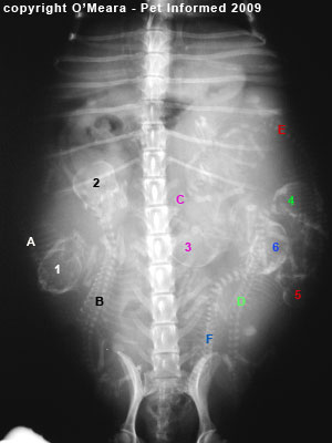 Radiography is the best indicator of cat pregnancy litter size.