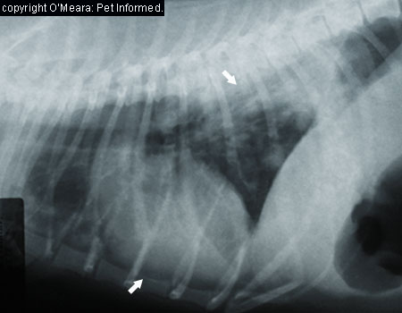 Chest radiograph (xray) showing lungs of a dog with several regions of pneumonia in the lungs. See the white, fluffy lung infiltrates (arrows)? These lung regions should be black in appearance not cloudy and white!
