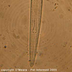 Fecal float parasite pictures - Aelurostrongylus abstrusus head