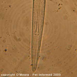 Fecal float parasite pictures - Aelurostrongylus abstrusus head