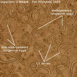 Faecal float parasite pictures - Nests of lungworm eggs and larvae in a smear of a lungworm infested kitten lung.