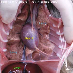 Fecal flotation parasite pictures - Severe feline lungworm infestation on a post-mortem exam.