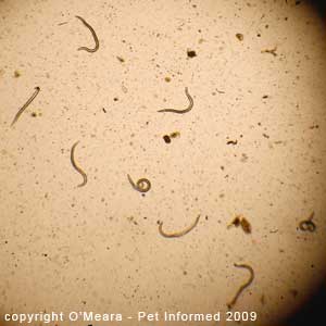 Fecal float parasite pictures - Aelurostrongylus abstrusus.