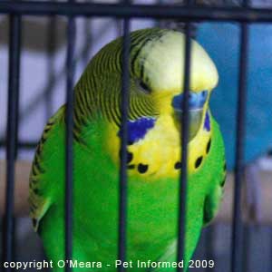 Bird sexing images - a mature male budgie has a blue cere.