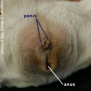 Sexing guinea pigs picture - These are the genitals of a male guinea pig. The penis is a raised dome with a central round hole.