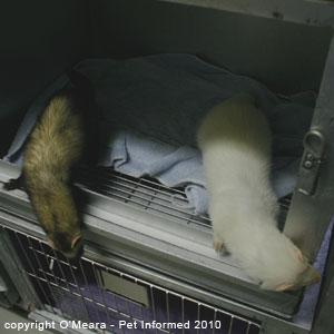 Sexing ferrets - male (white) and female (polecat) ferret images.