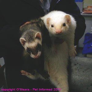 Sexing ferrets - male (white) and female (polecat) ferret images.