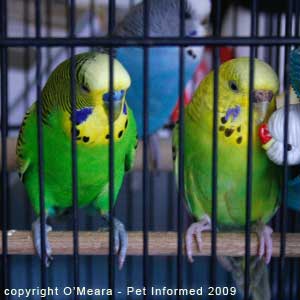 Sexing parakeets - male budgerigars have blue feet and toes and female budgerigars have brown or pink feet and toes