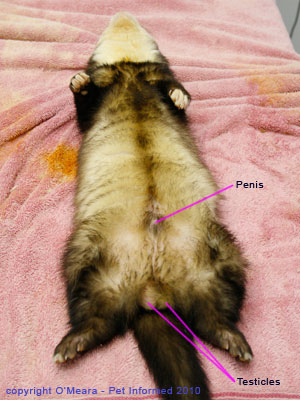 Ferret Anatomy Chart