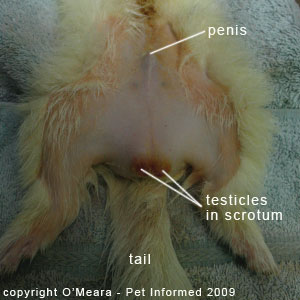 Ferret gender determination images - a male ferret.