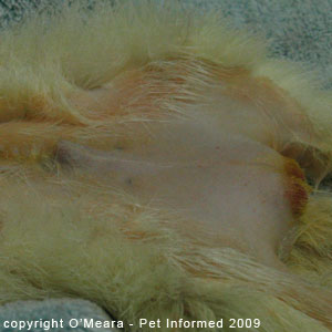 Sexing ferrets pictures - a male ferret. Sexing ferrets pictures - a male ferret.