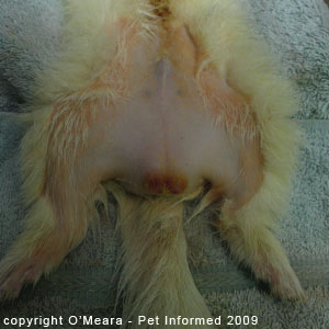 Ferret gender determination images - a male ferret.