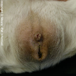 Sexing guinea pigs picture - This is the genitalia of a male guinea pig. The penis is a raised dome with a central round hole.